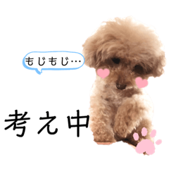 [LINEスタンプ] ちっちゃいプードルしゅくるちゃん3の画像（メイン）