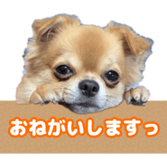 [LINEスタンプ] よく使う言葉 チワワ編