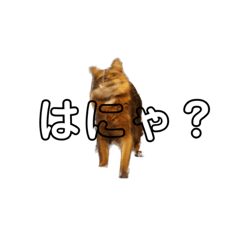 [LINEスタンプ] 我が家のマロンティーヌ3