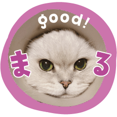 [LINEスタンプ] とろのニャンニャン！毎日スタンプ