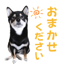 [LINEスタンプ] 黒柴ふく2