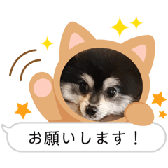 [LINEスタンプ] ポメラニアンのあずきくん