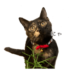 [LINEスタンプ] 錆猫ちくわ