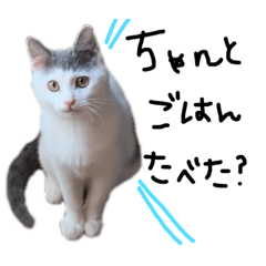 [LINEスタンプ] ねこ ねこ ねこ 3