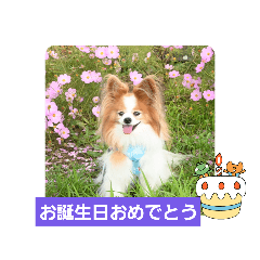 [LINEスタンプ] ぱぴぱぴパピヨン95