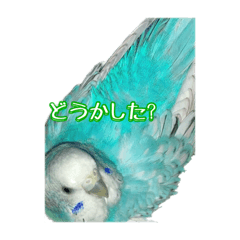 [LINEスタンプ] インコ「ルル」5