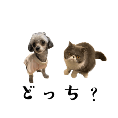 [LINEスタンプ] クレアとノワール 先輩わんこ