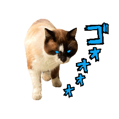 [LINEスタンプ] またまた【日本ネコスク！】街ねこスタンプ