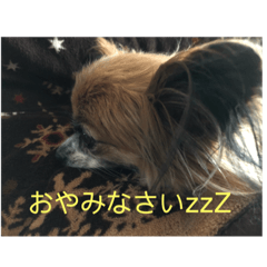 [LINEスタンプ] 犬猫☆