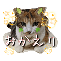 [LINEスタンプ] うちのにゃんず❤️可愛い❤️猫❤️日常❤️