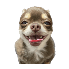 [LINEスタンプ] 丸刈りのうに（4）