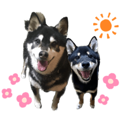 [LINEスタンプ] 黒柴りきとふく