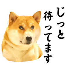 [LINEスタンプ] 柴犬こむぎとあるじのステップ②の画像（メイン）