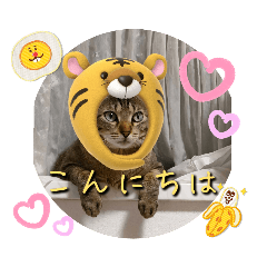 [LINEスタンプ] にゃんず❤️猫❤️日常❤️キジトラ❤️ミケ