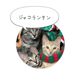 [LINEスタンプ] 保護子猫ジャコランタン兄妹