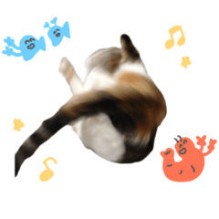 [LINEスタンプ] かわいいね、ねこ