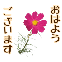 [LINEスタンプ] 秋の町のコスモス（cosmos）