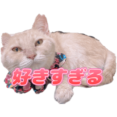 [LINEスタンプ] 猫好きさん専用 毎日使いやすいスタンプ