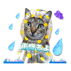 [LINEスタンプ] 猫スタンプ❤️挨拶❤️日常❤️の画像（メイン）