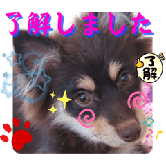 [LINEスタンプ] ワンニャンチュー♪ 3 (丁寧語)