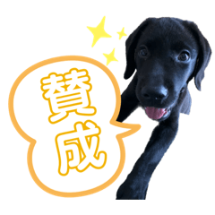 [LINEスタンプ] 黒ラブまめるの日常会話
