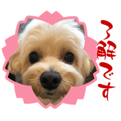 [LINEスタンプ] 愛犬マルプー シンプルver.