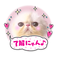 [LINEスタンプ] エキゾチックロングヘアの弥七♡