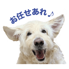 [LINEスタンプ] ポポちゃんの割と使いやすいスタンプ