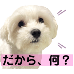 [LINEスタンプ] 癒しのちょびすけ 強気編