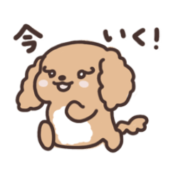 [LINEスタンプ] かわいいプードル犬の日常スタンプ