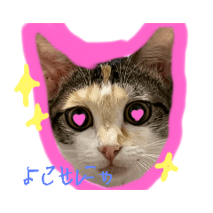 [LINEスタンプ] クロエ組スタンプの画像（メイン）