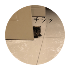 [LINEスタンプ] Our family pets