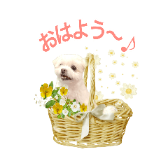 [LINEスタンプ] チャロちゃんの日常＆バースデースタンプ