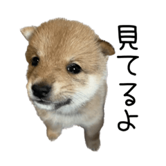 [LINEスタンプ] かんなkids