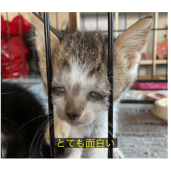 [LINEスタンプ] 字幕ねこ