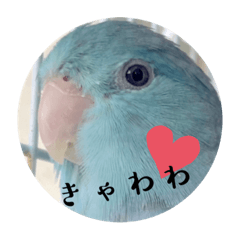 [LINEスタンプ] マメルリハのリル16