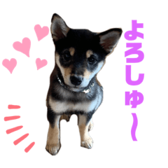 [LINEスタンプ] こたろーこたろーー
