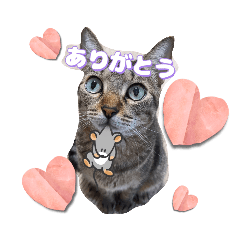 [LINEスタンプ] 猫スタンプ❤️キジトラ❤️ミケ❤️