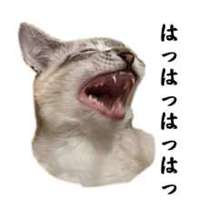 [LINEスタンプ] ヘレーねこさん