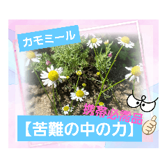 [LINEスタンプ] ひと言多い*^^* 花言葉スタンプ