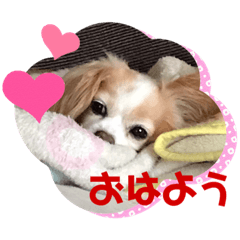 [LINEスタンプ] ラキにのあお3ワンズの画像（メイン）