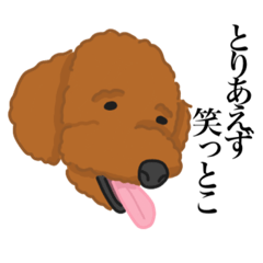 [LINEスタンプ] さんこいちトイプードル