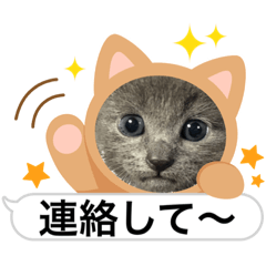 [LINEスタンプ] 可愛いトムちゃん♡1