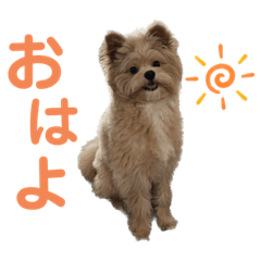 [LINEスタンプ] 愛犬ぽこの日常です