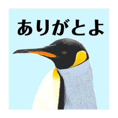 [LINEスタンプ] 神在月のペンギンスタンプ14