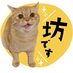 [LINEスタンプ] ぼうのニャンニャン！毎日スタンプ