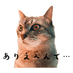 [LINEスタンプ] 我が家の愛猫リメイク