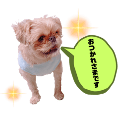 [LINEスタンプ] マルスFamily 3(ブリュッセルグリフォン)