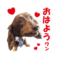 [LINEスタンプ] ミニチュアダックスフンド好き向けスタンプ