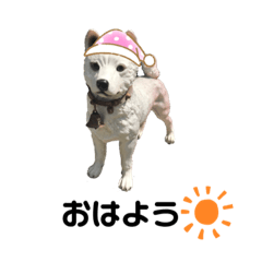 [LINEスタンプ] イヌさま